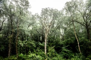 Fotografía de paisaje de los bosques de Montvalent en el departamento de Lot, Francia.